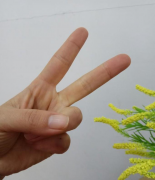 数字二的手势符号怎么表示