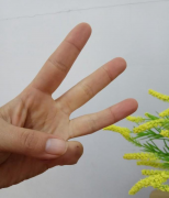 数字三的手势符号怎么表示