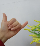 数字六的手势符号怎么表示