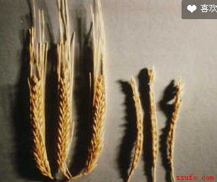 现场取回的麦秆和成熟后都会增产40%