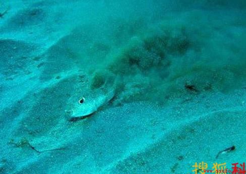 河豚鱼鳍不断重复同一个动作，在沙子上形成凹槽。